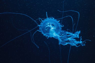 Çok güzel Malezya deniz anası chrysaora chinensis sualtı fotoğrafçılığı