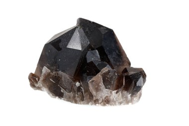 Morrosus, beyaz arka planda Morion mineral taşı makrosu