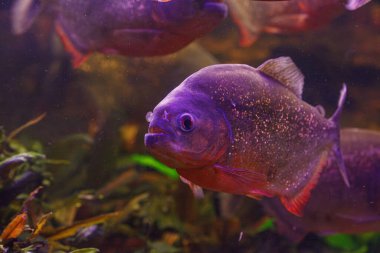 Balık Pygocentrus nattereri 'nin sualtı fotoğrafçılığı