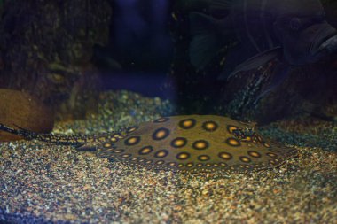 Balık Potamotrygon 'un yakın plan sualtı fotoğrafları.