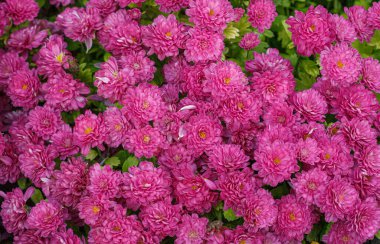 Güzel kasımpatı çalıları sarı, kırmızı, beyaz, pembe, kırmızı yakın plan