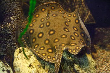 Balık Potamotrygon 'un yakın plan sualtı fotoğrafları.