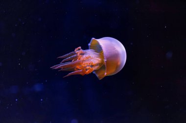 Güzel alev denizanası ropilema esculentum 'un sualtı fotoğrafçılığı