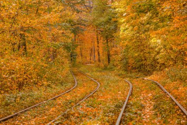 Tramvayın geçtiği sonbahar ormanı, Kyiv ve raylar yakın mesafede.