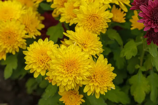 Beautiful chrysanthemum bushes yellow, red, white, pink, red colors close-up