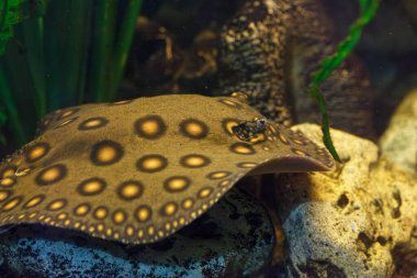 Balık Potamotrygon 'un yakın plan sualtı fotoğrafları.