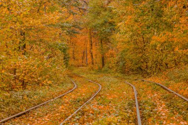 Tramvayın geçtiği sonbahar ormanı, Kyiv ve raylar yakın mesafede.