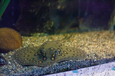 Balık Potamotrygon 'un yakın plan sualtı fotoğrafları.