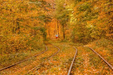 Tramvayın geçtiği sonbahar ormanı, Kyiv ve raylar yakın mesafede.