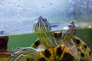 Trachemys 'in senaryosunun sualtı fotoğrafçılığı