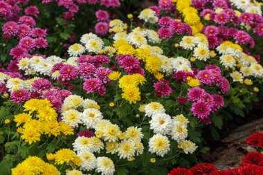 Beautiful chrysanthemum bushes yellow, red, white, pink, red colors close-up clipart