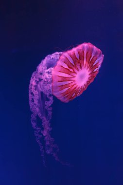 Denizanası Chrysaora Hysoscella 'nın sualtı çekimlerini yakından takip edin.