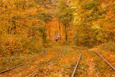 Tramvayın geçtiği sonbahar ormanı, Kyiv ve raylar yakın mesafede.