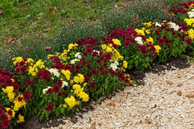 Güzel kasımpatı çalıları sarı, kırmızı, beyaz, pembe, kırmızı yakın plan