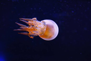 Güzel alev denizanası ropilema esculentum 'un sualtı fotoğrafçılığı