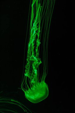 Güzel Chrysaora Quinquecirha 'nın sualtı çekimi. Yaklaş.