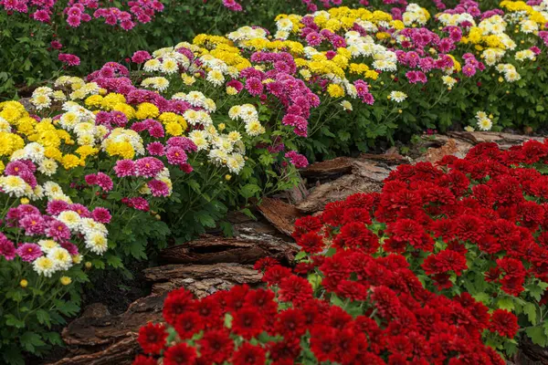 Beautiful chrysanthemum bushes yellow, red, white, pink, red colors close-up