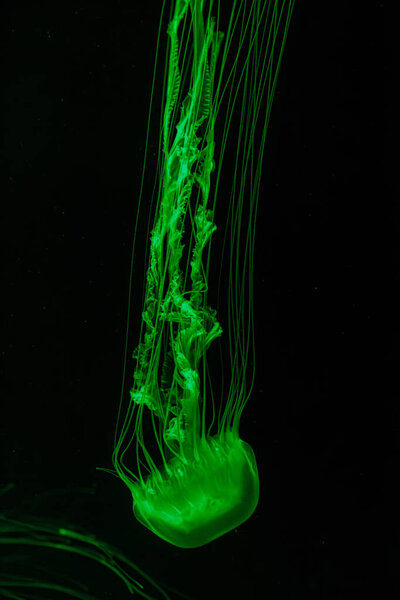 underwater shot of beautiful Chrysaora quinquecirha close up