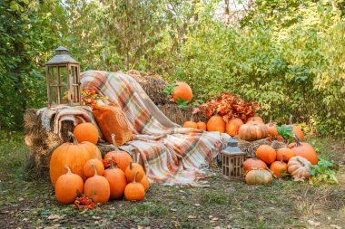 Balkabaklarıyla güzel bir sonbahar konumu, Cadılar Bayramı, yakın plan