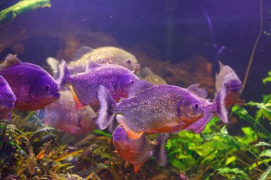 Balık Pygocentrus nattereri 'nin sualtı fotoğrafçılığı