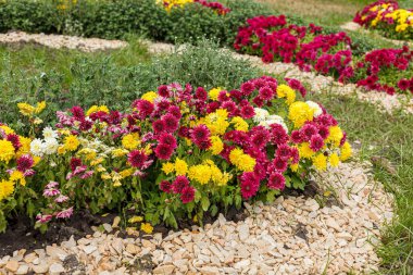 Güzel kasımpatı çalıları sarı, kırmızı, beyaz, pembe, kırmızı yakın plan