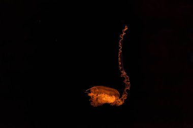 Güzel mor çizgili denizanası Chrysaora Colorata 'nın sualtı fotoğrafçılığı