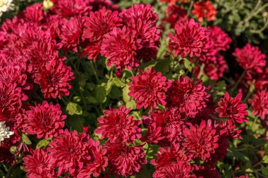 Güzel kasımpatı çalıları sarı, kırmızı, beyaz, pembe, kırmızı yakın plan