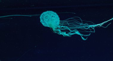 Güzel Chrysaora Quinquecirha 'nın sualtı çekimi. Yaklaş.