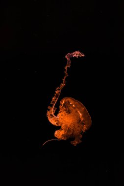 Güzel mor çizgili denizanası Chrysaora Colorata 'nın sualtı fotoğrafçılığı