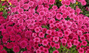 Güzel kasımpatı çalıları sarı, kırmızı, beyaz, pembe, kırmızı yakın plan