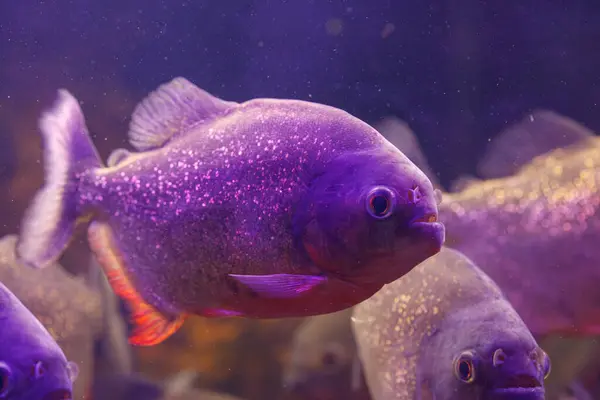 underwater photography of fish Pygocentrus nattereri close-up