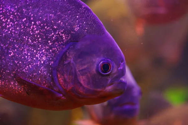 underwater photography of fish Pygocentrus nattereri close-up