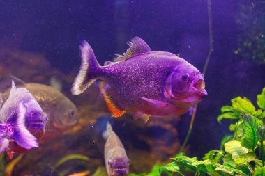 Balık Pygocentrus nattereri 'nin sualtı fotoğrafçılığı