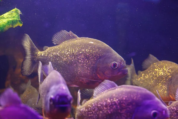 Balık Pygocentrus nattereri 'nin sualtı fotoğrafçılığı
