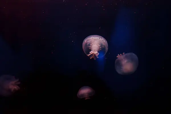 Υποβρύχιες Φωτογραφίες Από Μέδουσες Stomolophus Meleagris Cannonball Jellyfish Κοντινό Πλάνο — Φωτογραφία Αρχείου
