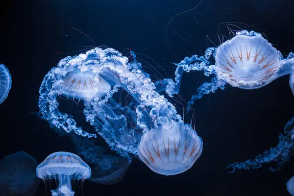 Denizanası chrysaora plocamia 'nın sualtı fotoğrafları. Güney Amerika' da ısırgan otu yakından çekilmiş.