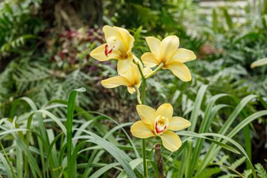 Farklı renklerde güzel çiçek açan orkideler.
