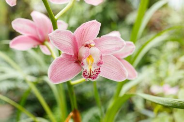 Farklı renklerde güzel çiçek açan orkideler.