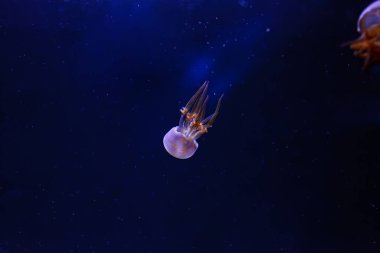 Denizanası Rhopilema esculentum 'un sualtı fotoğrafları, Yakından Alev Denizanası