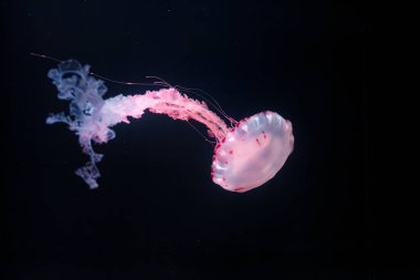 Mor çizgili jöleli kolorata yakın plan sualtı fotoğrafları.