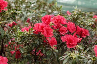 Güzel açan pembe Azalea çalıları kapanıyor.