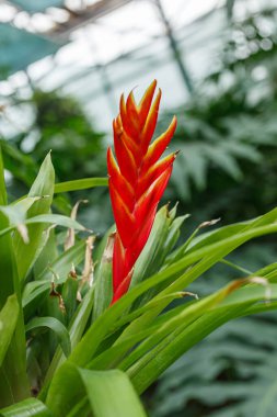 Güzel kırmızı Vriesea çiçek açıyor