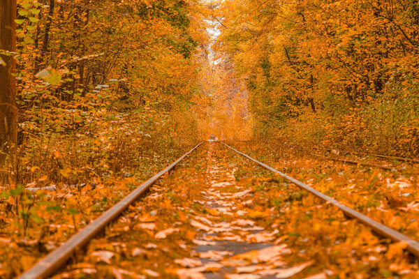 Autumn forest through which the tram travels, Kyiv and rails close-up
