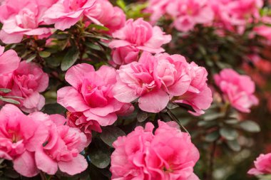 Güzel açan pembe Azalea çalıları kapanıyor.