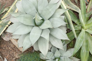 Egzotik bitki Agave americana Latifolia yakın plan