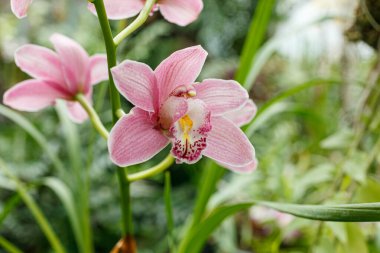 Farklı renklerde güzel çiçek açan orkideler.
