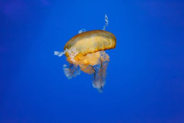 Denizanası denizanalarının deniz altı fotoğrafları. Denizanası deniz ısırganları yakından bakın.