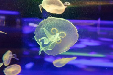 Denizanası Aurelia Aurita 'nın yakın plan sualtı fotoğrafları.