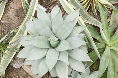 Egzotik bitki Agave americana Latifolia yakın plan