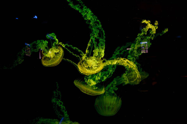 подводные фотографии медузы chrysaora plocamia Южной Америки морской крапивы крупным планом